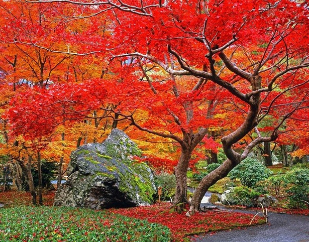 庭園「獅子吼の庭」では苔と紅葉のコントラストを観賞できる / 宝厳院