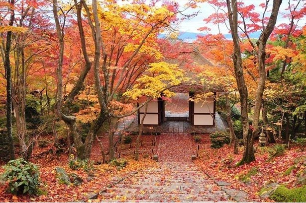 参道までの道のりが一面の紅葉で飾られる / 常寂光寺