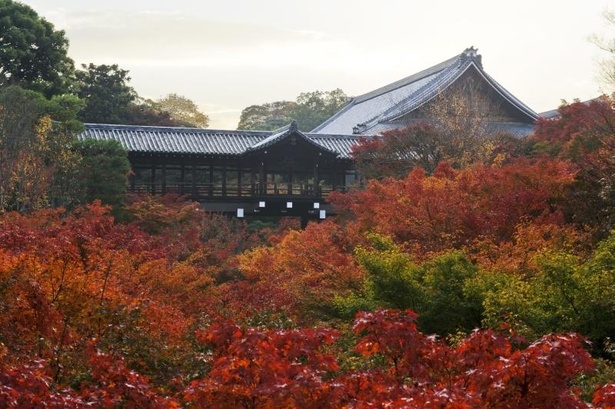 大本山 東福寺 / 通天橋から望む渓谷に広がる紅葉は圧巻