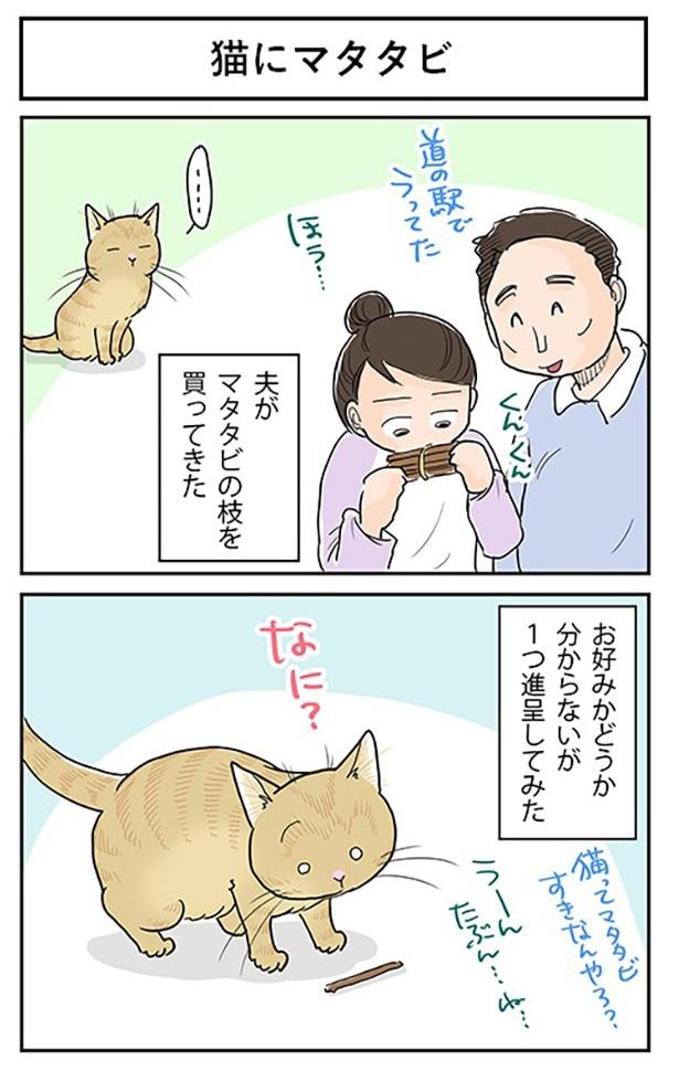 ■画像をクリックで次へ！／猫にマタタビ_1