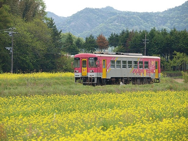 北条鉄道花の花畑などや田んぼの間を走るので心もホッコリ