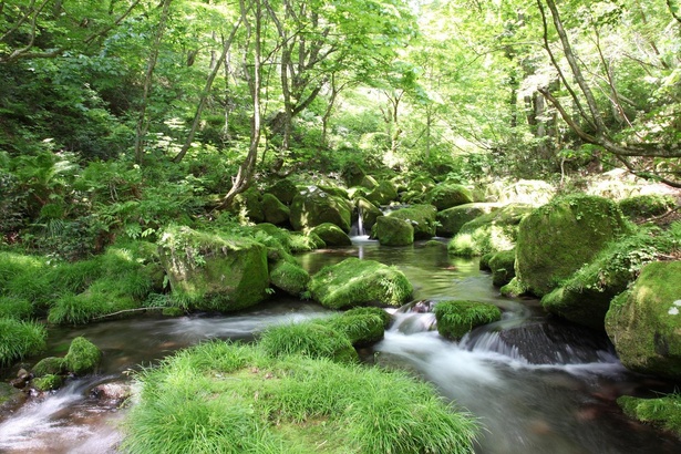 清らかな流れの奥大山の渓流。この環境を保持しながら採水ができるように「天然水の森」の活動を続けている