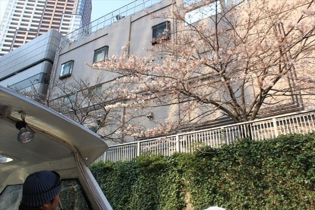 桜のすぐ傍まで寄ってくれるので、ゆっくりしっかりと桜を楽しめる