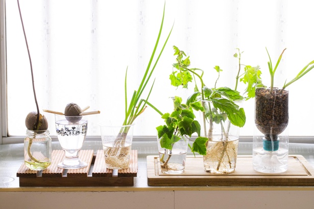 【写真】宮崎さんの自宅にある、さまざまな再生栽培野菜