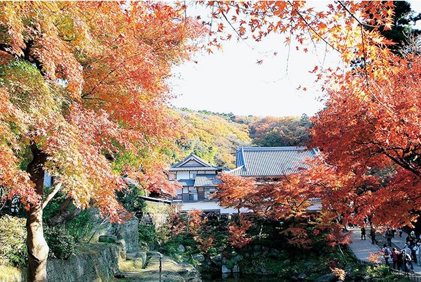 鎌倉の紅葉のピークは12月だが、11月下旬はまだ緑が残り、コントラストが楽しめる