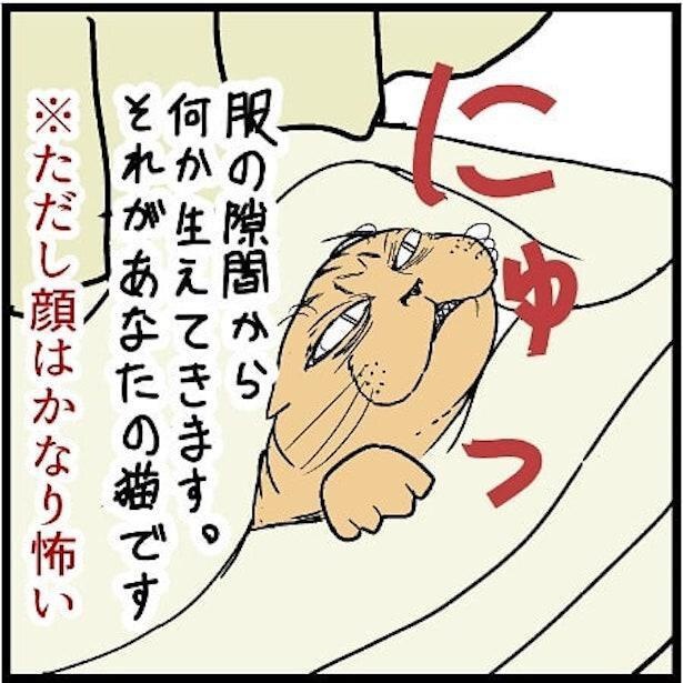 2匹の猫との日常を漫画で発信！