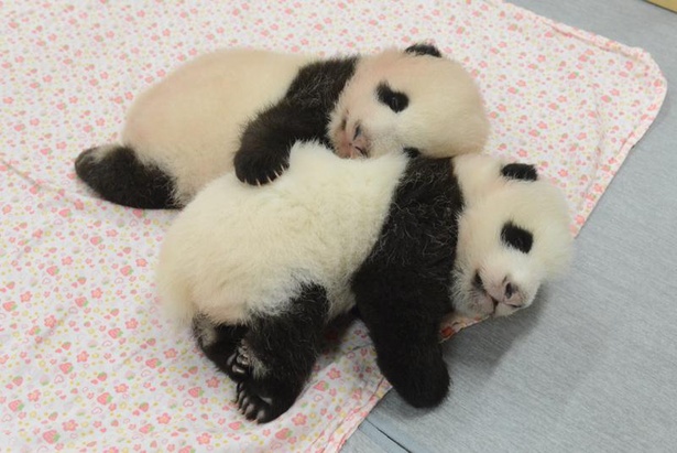 画像4 / 7＞「恩賜上野動物園」の双子パンダ、オスの「シャオシャオ(暁暁)」、メスの「レイレイ(蕾蕾)」がすくすく成長中！｜ウォーカープラス