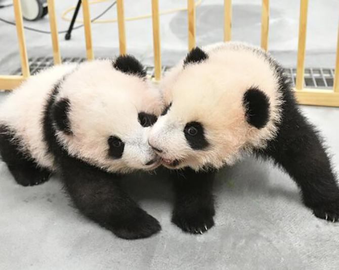 「恩賜上野動物園」の双子パンダ、オスの「シャオシャオ(暁暁)」、メスの「レイレイ(蕾蕾)」がすくすく成長中！