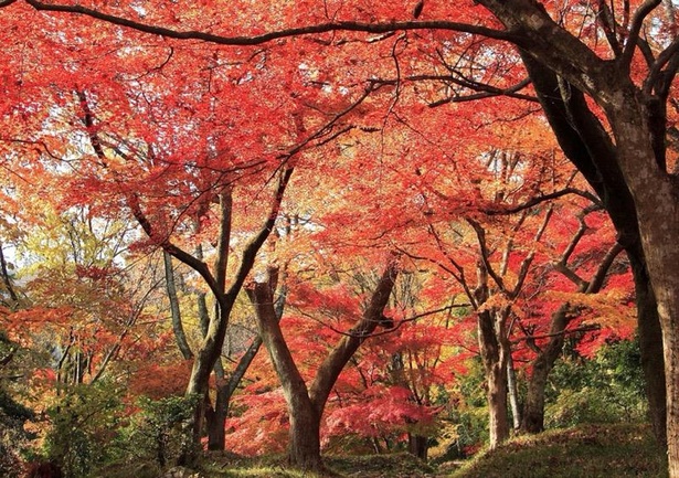 【写真】池田山の紅葉の美しさは、県外からも観光客が訪れるほど