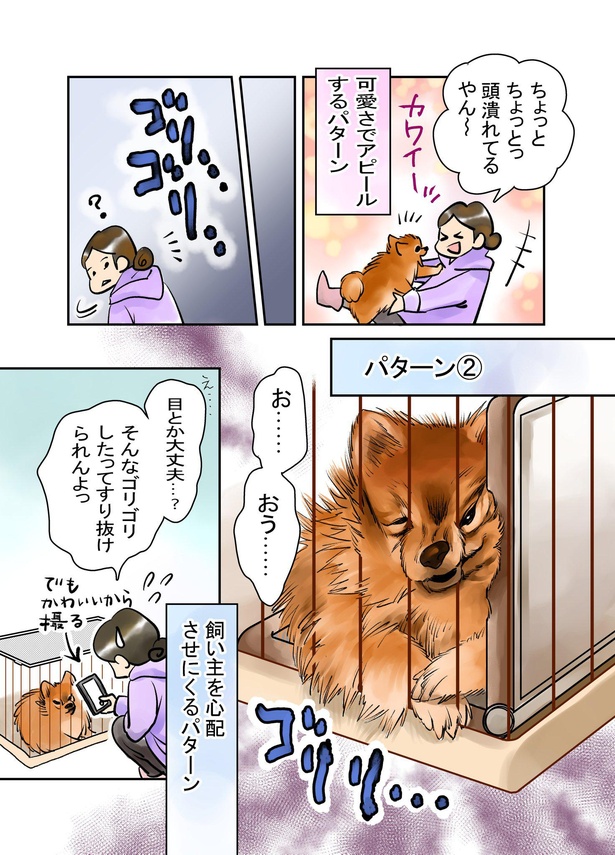 ペット を 飼う コレクション 悩み