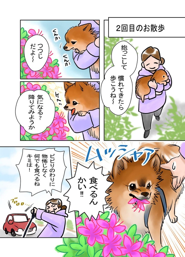 画像11 44 初めて犬を飼う喜びや悩みを漫画に 臆病な愛犬との日常は予想外の連続 ウォーカープラス