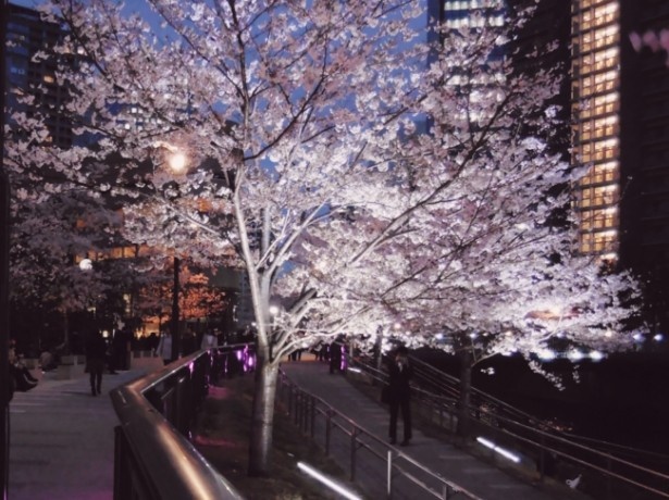 目黒川親水護岸のライトアップされた夜桜