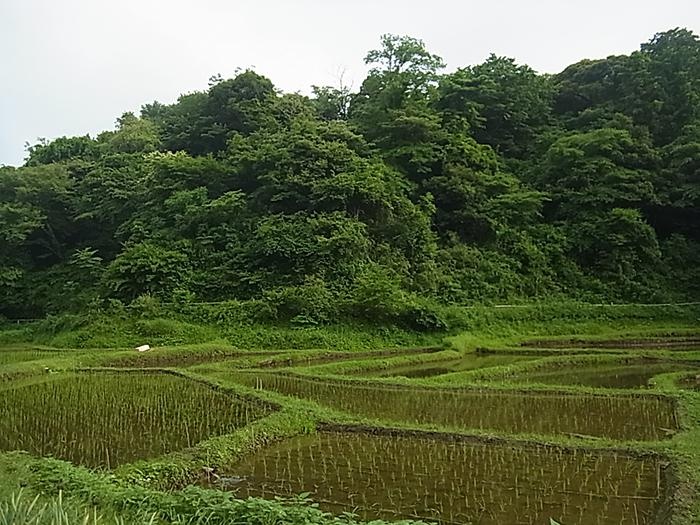 田んぼや谷戸の風景が残る。里山が保存され、鎌倉とは思えないほどのどか(写真は夏の様子)