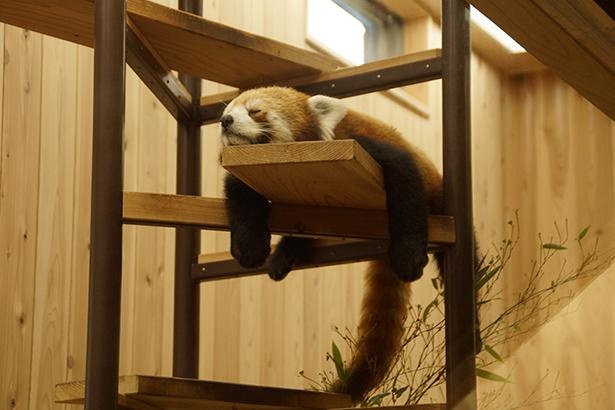 【写真】液体かと思うくらいに“たれてる”寝姿のほか、かわいすぎるレッサーパンダがいっぱい！