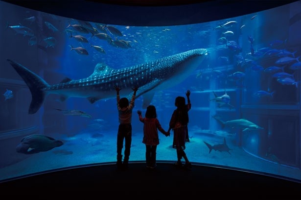 大阪観光】世界最大級の水族館「海遊館」でジンベエザメの迫力に感動