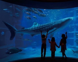 【大阪観光】世界最大級の水族館「海遊館」でジンベエザメの迫力に感動！