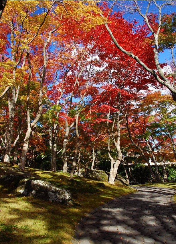 赤や黄色に色付く箱根の紅葉スポット