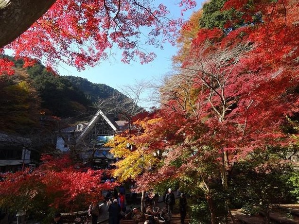【写真】美しい高尾山の紅葉に癒やされよう