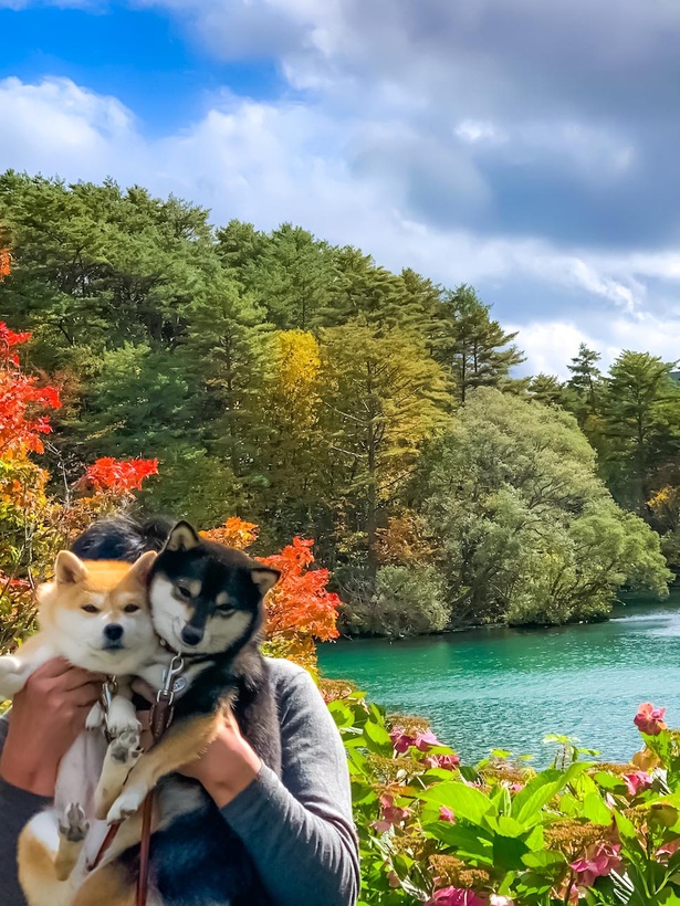 コバルトブルーの毘沙門沼と紅葉のコントラストが美しい！