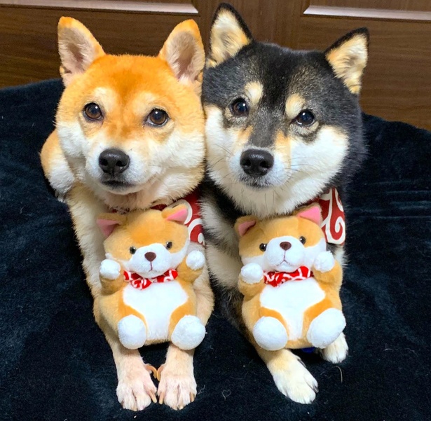 パワースポットで、毛並みがツヤツヤになったなつ＆ふゆ。お土産の秋田犬ぬいぐるみを気に入った様子