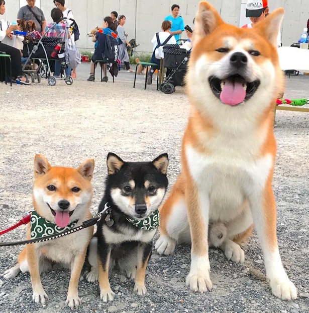 後日、また別の秋田犬とも遭遇。ここでも仲良く記念撮影をしたなつ＆ふゆ