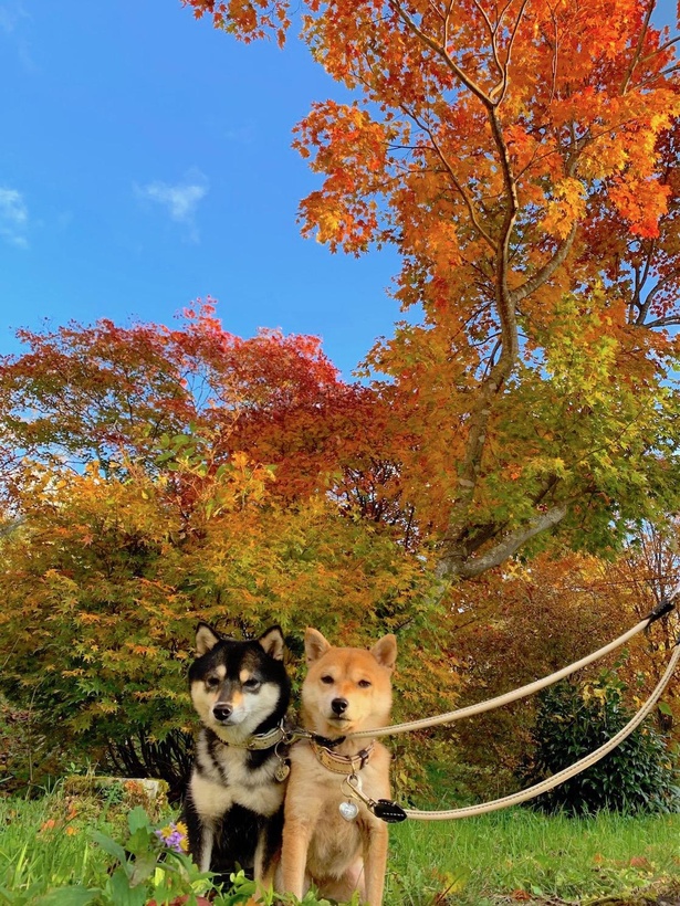山吹色のように色濃い紅葉に魅せられた2匹