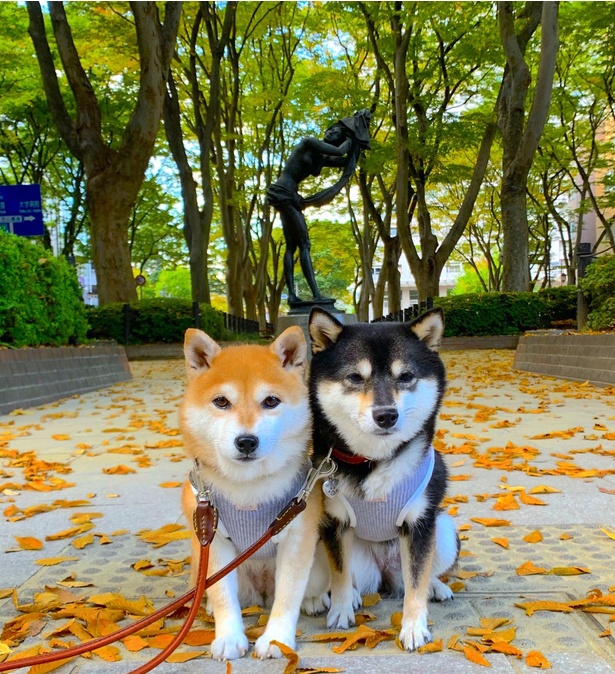 定禅寺通りでお散歩も楽しんだ様子