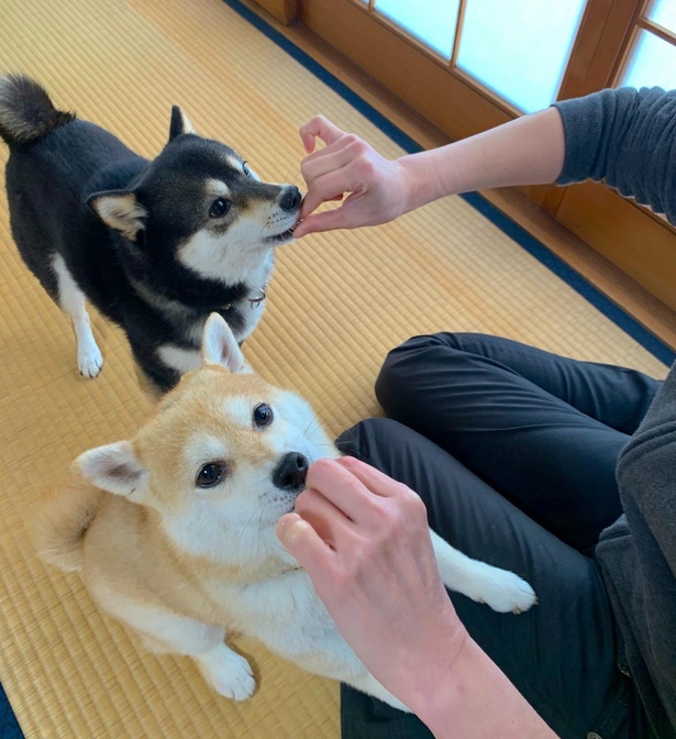 飼い主さんからの前沢牛のお裾分けに食いつくなつ＆ふゆ