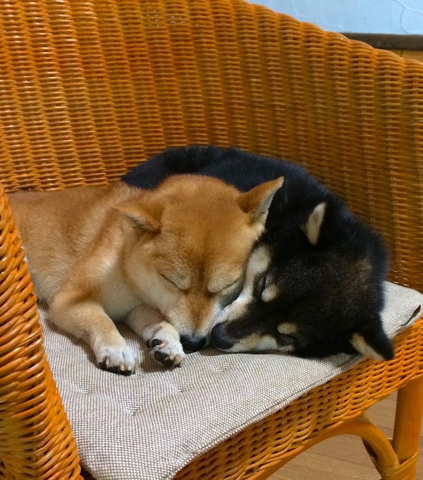 椅子の上で仲良く眠る姿もかわいい