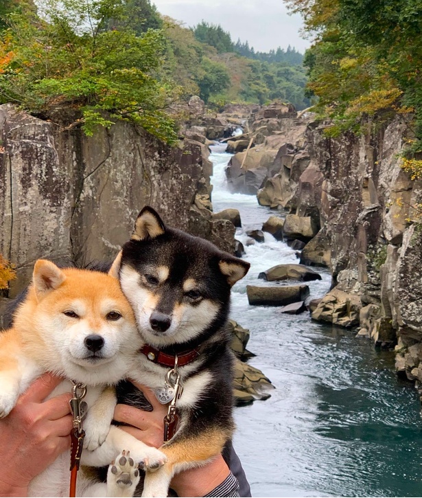渓谷美がすばらしい厳美渓にも訪れた。飼い主さんに抱き抱えられたムギュッと感がたまらない！