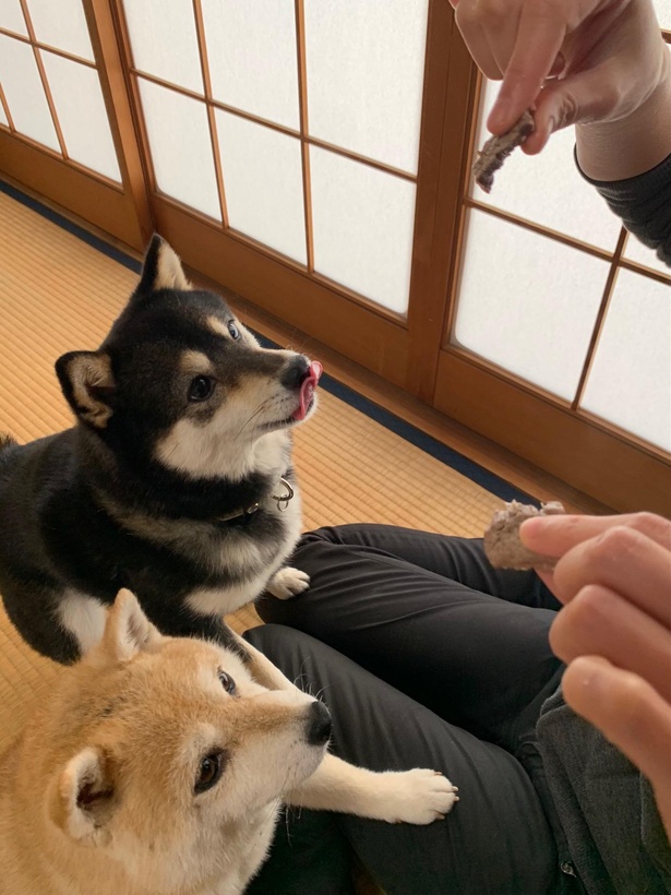 待てができないほど、前沢牛のトリコに！