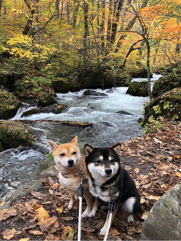色づき始めた奥入瀬渓流の紅葉を背景に、記念撮影