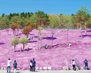 【道東・滝上ドライブ】あたりがピンク色に染まる！　日本最大級の芝桜を見に行こう！