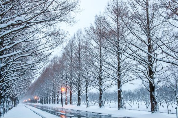 ドラマのワンシーンようなロケーションが広がるメタセコイア並木。白銀の絶景が見ものの冬の雪道も、全天候型オールシーズンタイヤ「CELSIUS」ならより安心して走ることができる。※路上駐車や車道に降りての記念撮影などは危険なので注意※写真はイメージ