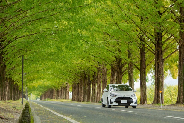 約2.4キロメートルの直線道路に沿って、約500本のメタセコイアが植えられている並木道。ドライ＆ウェット時のグリップ力はもちろん、TOYO TIRES独自の「ナノバランステクノロジー」で、静粛性や乗り心地も高いレベルで実現。「こんなに雰囲気のいい道は、静かで乗り心地のいいタイヤで走りたいですね」と「CELSIUS」にご満悦の山田