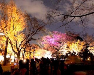 京都の桜の名所・二条城で伝統と最先端アートがコラボ