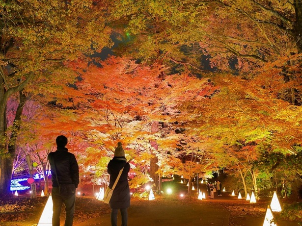【写真】国営武蔵丘陵森林公園の紅葉