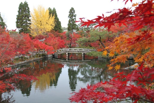 橋を彩る深紅の紅葉