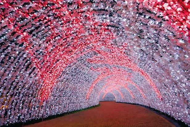 今年の100メートルの光のトンネルは「梅」がテーマ