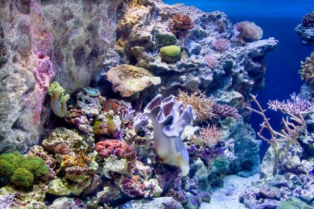 大小15の水槽で、美しい奄美のサンゴ礁や、そこに棲む色鮮やかな魚たちを展示する
