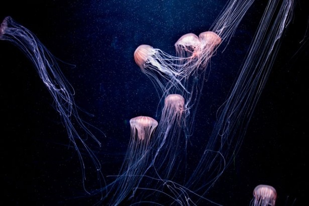 クラゲの透明感や浮遊感に加え、光と映像、音の演出により、幻想的な癒しを感じられる