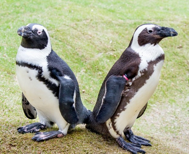 かいじゅうアイランド内には、「ペンギンの丘」を新設。小さなケープペンギンがお目見え