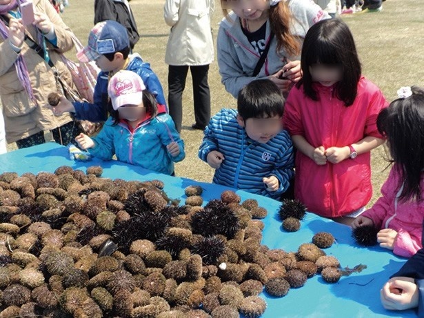 北海道のグルメイベントで旬の春ウニを堪能 ウォーカープラス