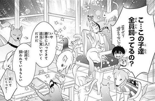 動物たちが勝手に出入りし、適当にくつろいでいく