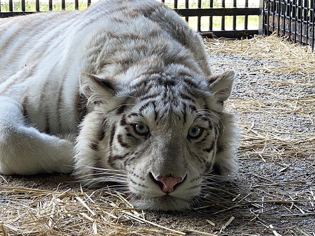 「しろとり動物園」で飼育されている人気者、成体のホワイトタイガーも見逃せない
