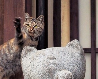ねこの京都。岩合光昭のねこ写真展が東京・京都で開催