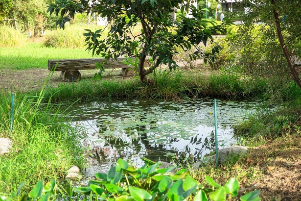 ビオトープは清冽な工業用水を使用。上流の滝から池に流れる水を循環させることで資源を無駄にせず、生き物たちの快適な生育空間を作り出す