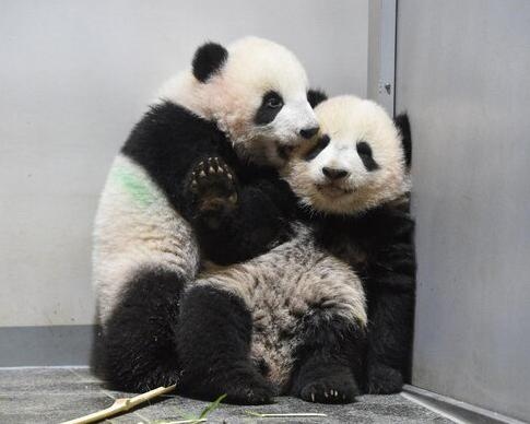 【パンダWalker】「上野動物園」のもふもふニューアイドル「双子パンダ」。当選者のみ3日間限定で公開に