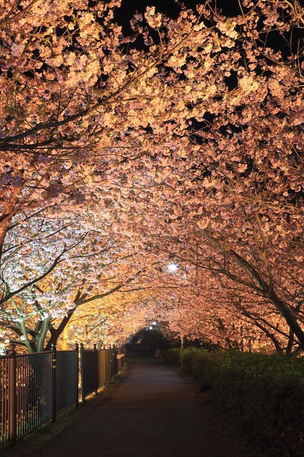 河津桜の夜桜トンネル