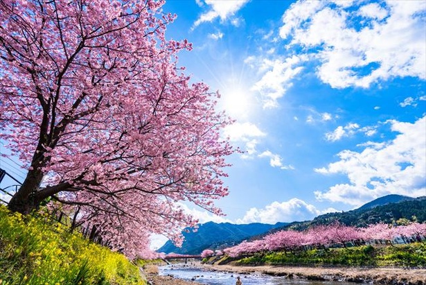 桜 が 咲く 時期